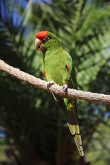 The green parrot