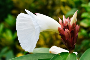 White flower and green leaf on a blurred background