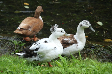 Ducks