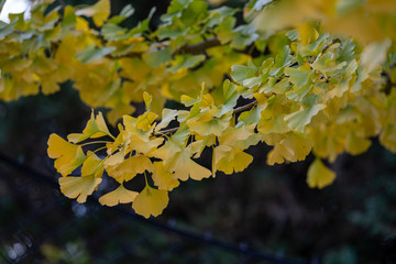 Ginko
