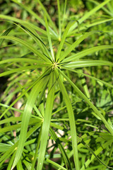 papyrus,green,plant,nature,garden,flora,