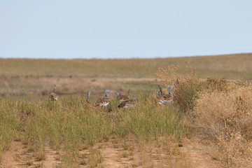 Great Bustard ( Otis Tarda) in North Spain.