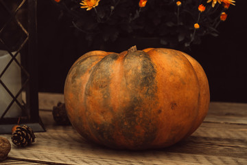 Autumn composition with pumpkin