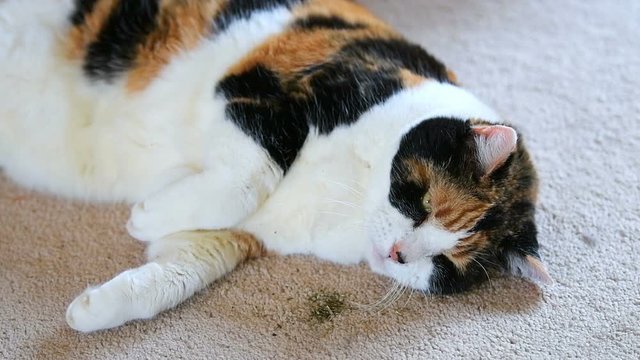 Slow motion closeup of high calico cat lying down on carpet floor in house, home living room, addicted, playful, playing after eating, sniffing catnip, blinking