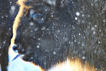 Aurochs bison in nature / winter season, bison in a snowy field, a large bull bufalo