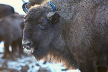 Aurochs bison in nature / winter season, bison in a snowy field, a large bull bufalo