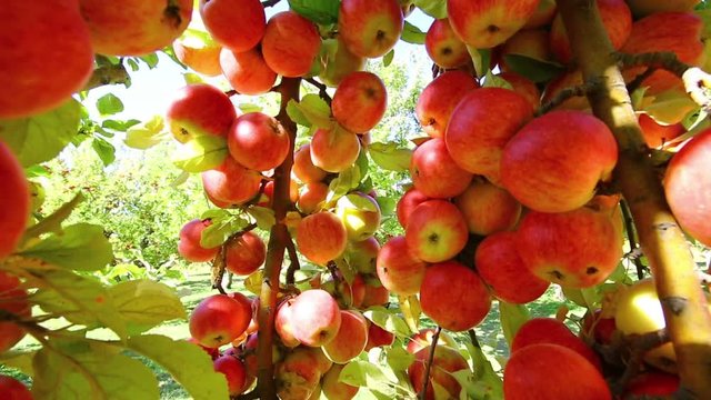 Amasya apples and apples