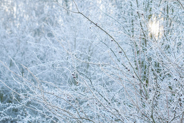 Frosted hawthorn berries in the garden.