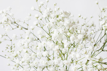 Background with tiny white flowers (gypsophila paniculata), blurred