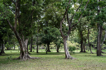 natural green fresh park.