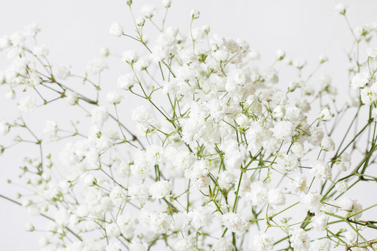 Background with tiny white flowers (gypsophila paniculata), blurred