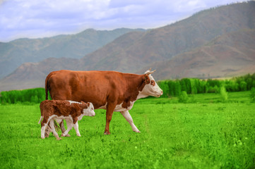 Fototapeta na wymiar Cow and calf walking on a green meadow