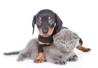 dachshund puppy hugging tiny kitten. Isolated on white background