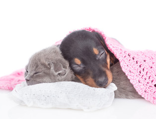 Puppy and kitten are sleeping together on pillow under blanket.  isolated on white background