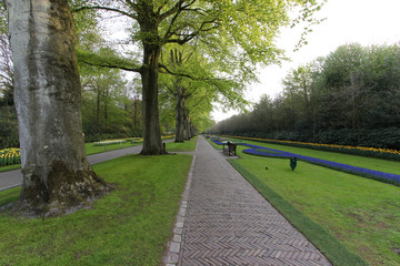 Multicolors flowerbeds in the Keukenhof parc, The Netherlands
