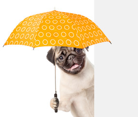 funny puppy with umbrella above white banner. isolated on white background © Ermolaev Alexandr