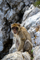The famous apes of Gibraltar