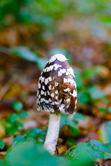 Wild black amanita or agaric poisonous mushroom in autumn forest closeup
