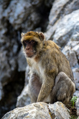 The famous apes of Gibraltar