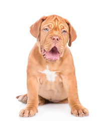 Portrait of a Bordeaux puppy sitting in front view. isolated on white background