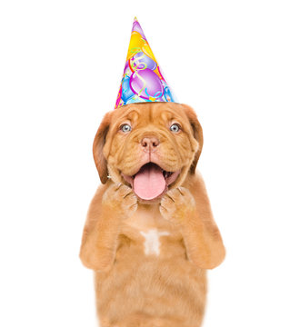 Shocked puppy with birthday hat. isolated on white background