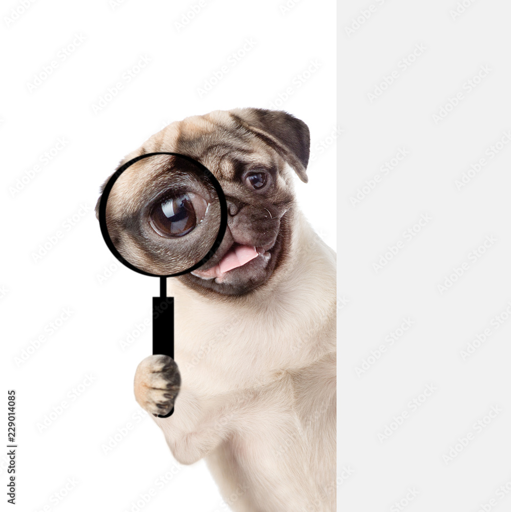 Aufkleber Puppy looks through a magnifying lens. Isolated on white background
