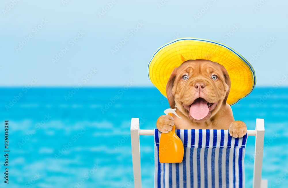 Poster happy puppy resting on a deck chair in the beach with a bottle of sunscreen. summer vacation concept