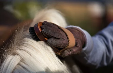 Foto auf Leinwand Child grooming horse with brush © Budimir Jevtic
