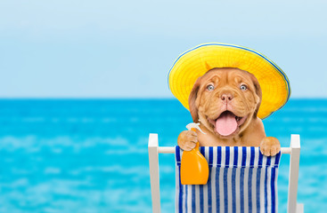 Happy puppy resting on a deck chair in the beach with a bottle of sunscreen. Summer vacation concept. Empty space for text