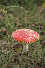 Mushroom