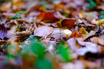 Small white wild mushrooms in autumn forest closeup