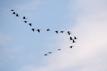 Çeltikçi » Glossy Ibis » Plegadis falcinellus