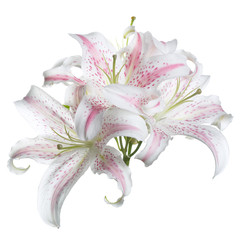 A branch of delicate white lilies with pink specks isolated.