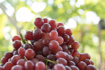 Red grapes in green garden background