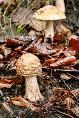 Amanita regalis mushroom (royal fly agaric)