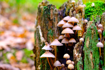 Wild brown mushrooms in autumn forest closeup