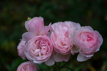 Pink rose in the garden.