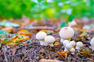 Small white wild mushrooms in autumn forest closeup