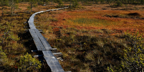 Colorful autumn bog with wooden pathway. Panorama image.