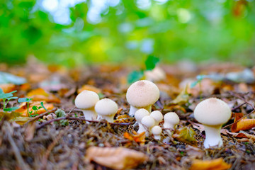 Small white wild mushrooms in autumn forest closeup