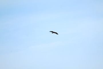 Flying Bird