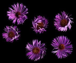 Isolated Bright flowers on a black background.