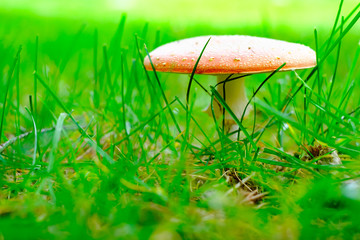Wild red amanita or agaric poisonous mushroom in autumn forest closeup