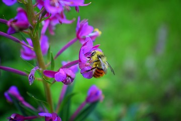 Bumble bee (Bombus huntii, Hymenoptera, Apidae, Bombinae) collecting pollen and nectar from wild flowers along hiking trails to Doughnut Falls in Big Cottonwood Canyon, in the Wasatch front Rocky Moun