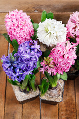 Obraz na płótnie Canvas Pink hyacinths in wooden box