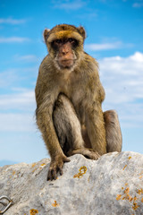 The famous apes of Gibraltar