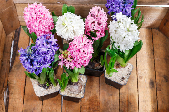 Pink hyacinths in wooden box