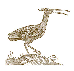 Endangered northern bald ibis or waldrapp, geronticus eremita sitting on a small rocky hill. Illustration after an antique woodcut from the 16th century