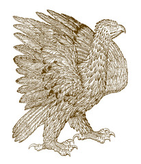 Golden eagle (aquila chrysaetos) spreading its wings. Illustration after a historical woodcut from the 16th century
