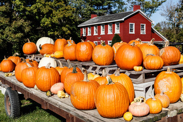 Fall and Autumn Halloween scene with pumpkins and gourds for sale and a barn colored house I